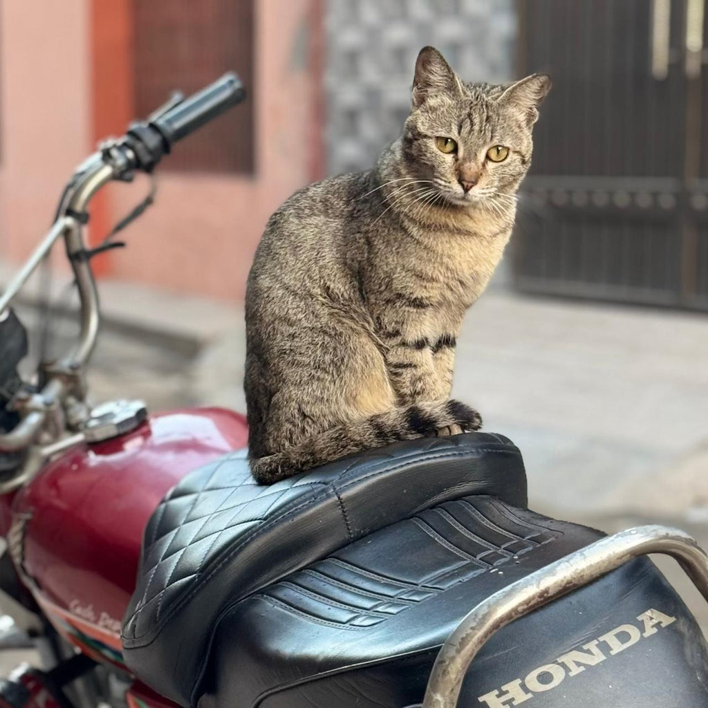 Bike Seat Cushion - Universal Size (CD 70/ CG 125/150 CHINA 70/ Suzuki/ Yamaha EVEs & Others)